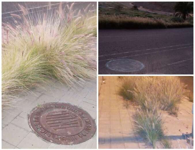 Rabo de gato en las aceras de Eucaliptos II/TA.